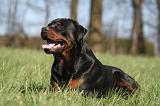 ROTTWEILER 570